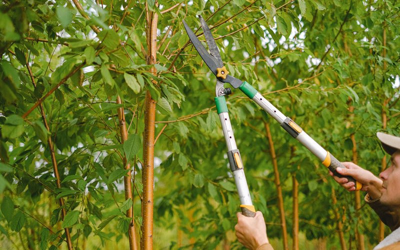 Tree trimming in Maumelle, AR